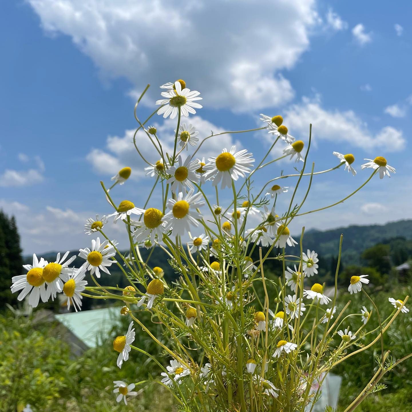 ジャーマンカモミール 満開です 公式 酒の宿 玉城屋 日本三大薬湯 新潟 松之山温泉